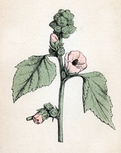 Marshmallow Officinale by Unbekannter Künstler