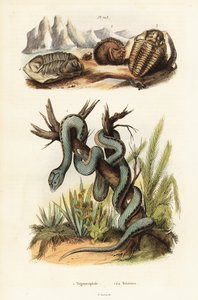 Martinican Pit Viper and Extinct Trilobites