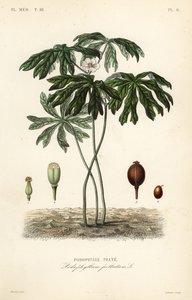 Mayapple or American mandrake, Podophyllum peltatum by Unbekannt