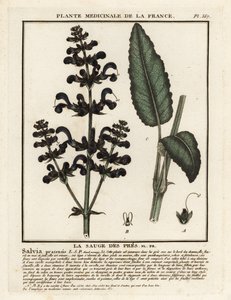 Meadow clary, Salvia pratensis