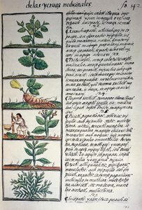 Medicinal plants, text in Nahuatl, facsimile of manuscript General History of Things of New Spain, also known as Florentine Codex, by Bernardino de Sahagun