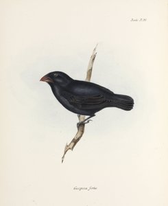 Medium Ground Finch, Galapagos Islands, c 1832-1836