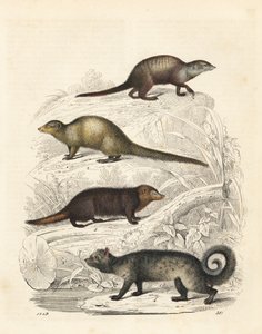 Meerkat, Indian Grey Mongoose, Common Kusimanse, and Asian Palm Civet. Handcoloured Lithograph from Carl Hoffmann