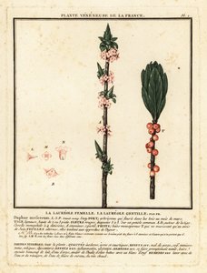 Mezereon, Daphne mezereum