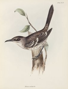 Mockingbird, Galapagos Islands, c. 1832-1836 by Unbekannter Künstler