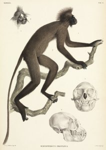 Monkey and skull details, Sumatra, Indonesia by Unbekannt