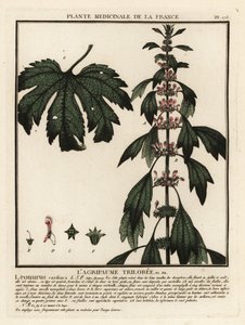 Motherwort, Leonurus cardiaca