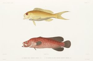 Mottled Soapfish and Ruby Anthias