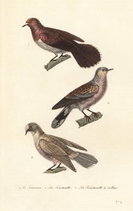 Mourning dove, turtle dove and red-eyed dove by Unbekannter Künstler