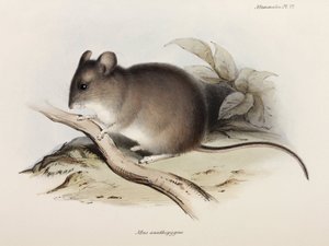 Mouse, c 1832-1836