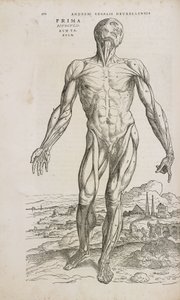 Front view of the superficial muscles of the male human body by Unbekannt