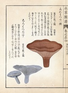 Mushrooms: Akahatsu Lacatire and White Shirohatsudake. Japanese Print by Kanen Iwasaki from Honzo Zufu, Illustrative Guide to Medicinal Plants by Unbekannter Künstler