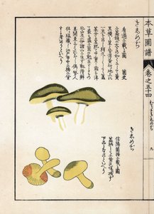Mushrooms: Varieties of Equestrian Tricholomes or Knights. Japanese Print by Kanen Iwasaki from Honzo Zufu, Illustrative Guide to Medicinal Plants