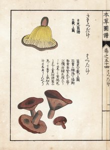 Mushrooms: Varieties of Milk Precoces (Edible). Japanese Print by Kanen Iwasaki from Honzo Zufu, Illustrative Guide to Medicinal Plants by Unbekannter Künstler
