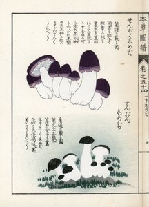 Mushrooms: Varieties of Shimeji (Edible). Japanese Print by Kanen Iwasaki from Honzo Zufu, Illustrative Guide to Medicinal Plants by Unbekannter Künstler