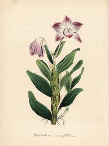 Necklace-stemmed dendrobium or sekikoku orchid, Dendrobium moniliforme. Handcoloured zincograph by C. Chabot drawn by Miss M. A. Burnett from her Plantae Utiliores: or Illustrations of Useful Plants, Whittaker, London by Unbekannter Künstler