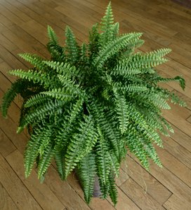 Nephrolepis Exaltata, Fern in a House