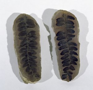 Neuropteris (Frond of Sea Fern) Found at Coseley, Staffordshire, Upper Carboniferous Period by Unbekannt