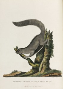 Norfolk Island Flying Squirrel, Australia, c. 1788 by Unbekannter Künstler