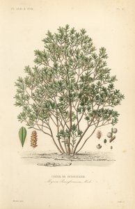 Northern bayberry by Unbekannt