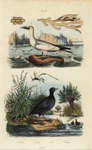 Northern Gannet, Morus Bassanus 4, Red-Fronted Coot, Fulica Rufifrons 5, Flustra Foliacea Seaweed 1,2, and Gasteruption Wasp 3 by Unbekannt