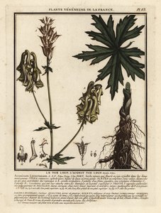 Northern wolf’s-bane, Aconitum lycoctonum by Unbekannter Künstler