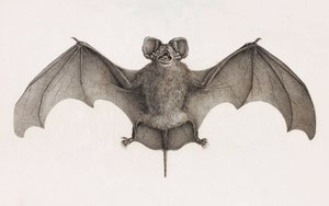 Nyctinome from Egypt, Bats in Egypt by Unbekannt