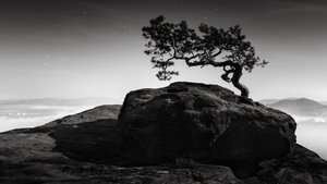 Old Pine, Lilienstein, Switzerland, 2015