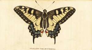 Old World Swallowtail, Papilio Machaon (1800)