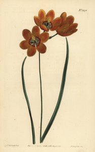 Orange coloured monadelphous ixia