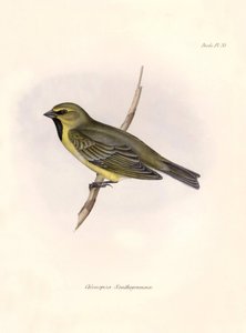 Ornithology: Chlorospiza xanthogramma Description of a passerine by Charles Darwin observed during his expedition aboard the Beagle. Plate from The zoology of the voyage of H.M.S. Beagle. Flight. III, Birds described by John Gould by Unbekannter Künstler