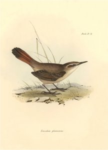 Ornithology: Eremobius phoenicurus described by Charles Darwin during his expedition aboard the Beagle. Plate from The zoology of the voyage of H.M.S. Beagle. Flight. III, Birds described by John Gould, with notice of their habits by Charles Darwin by Unbekannter Künstler
