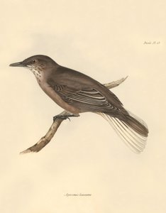 Ornithology: The 