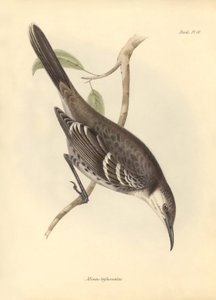 Ornithology: The Mimus trifasciatus of the mockers family described by Charles Darwin during his exploration journey aboard the Beagle. Plate from The Zoology of the voyage of H.M.S. Beagle under the command of Captain Fitzroy during the years 1832 to 1836