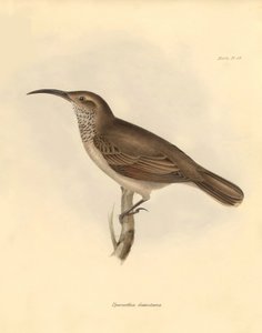 Ornithology: The Upercerthia dumetaria described by Charles Darwin during his exploration journey aboard the Beagle. Plate from The Zoology of the voyage of H.M.S. Beagle under the command of Captain Fitzroy during the years 1832 to 1836