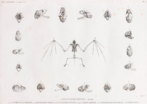 Osteology of Bats in Egypt by Unbekannt