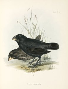 Pair of Large Ground Finches, Galapagos Islands, c 1832-1836 by Unbekannt