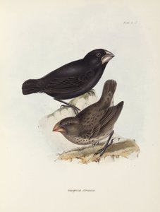 Pair of finches, Galapagos Islands, c 1832-1836 by Unbekannt