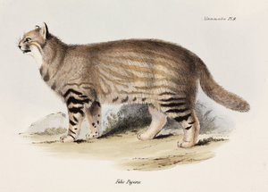 Pampas Cat, South America, c. 1832-1836