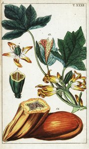 Papaya fruit, section, flowers and leaves, Carica papaya by Unbekannter Künstler