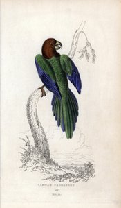 Parakeet Pumpadour, Prosopeia tabuensis. Psittacus tabuensis