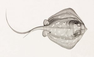 Stingray Lymme