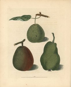 Pear varieties, Pyrus communis: Cressan, Gansell
