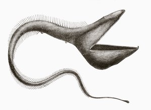 Pelican Eel or Eurypharynx pelecanoides, a deep sea fish rarely seen by humans, from 