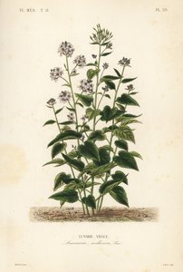 Perennial honesty