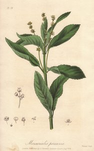Perennial mercuriale or perennial or dog cabbage (Mercurialis perennis) - Strong water by William Clarke to illustrate Medical Botanical, Description of the Medicinal Plants of London, Edinburgh and Dublin by John Stephenson and James Morss Churchill