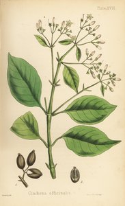 Peruvian bark tree or quinine tree, Cinchona officinalis. Handcoloured lithograph by Henry Sowerby from Edward Hamilton