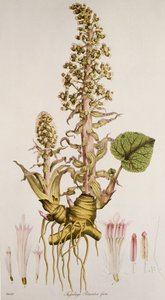 Petasites sp., Petasite