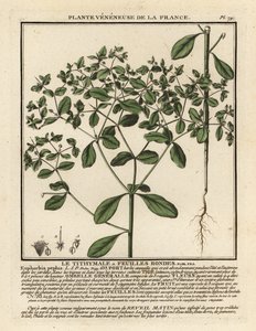 Petty spurge, Euphorbia peplus