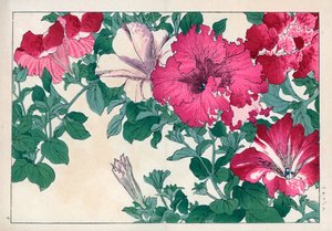 Petunia variete (pink and white). Petunia varieties. Handcoloured woodblock print from Konan Tanigami